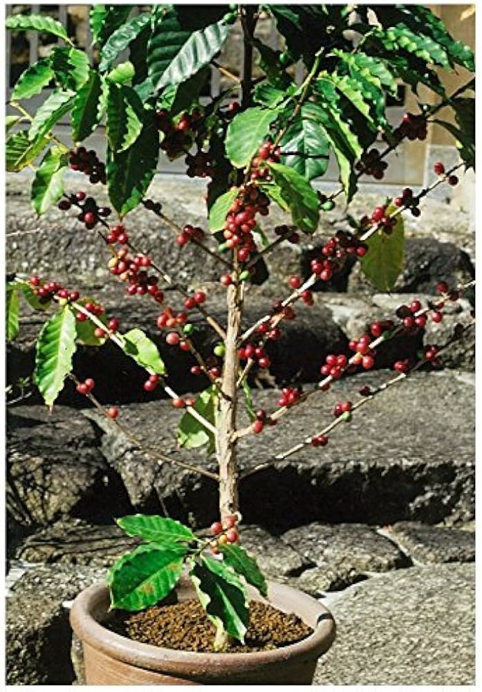 Amazon.co.jp: コーヒー苗木 植え替え4点セット【高級コーヒー豆